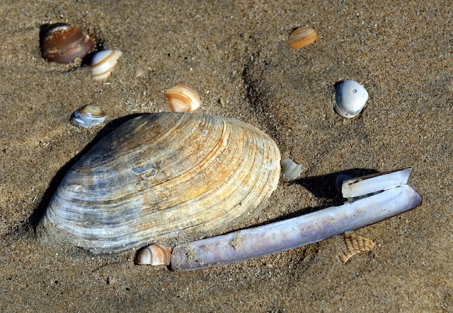 Strandwandeling Castricum aan Zee