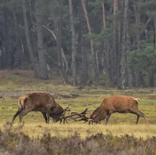 Wandeling wilde Veluwe