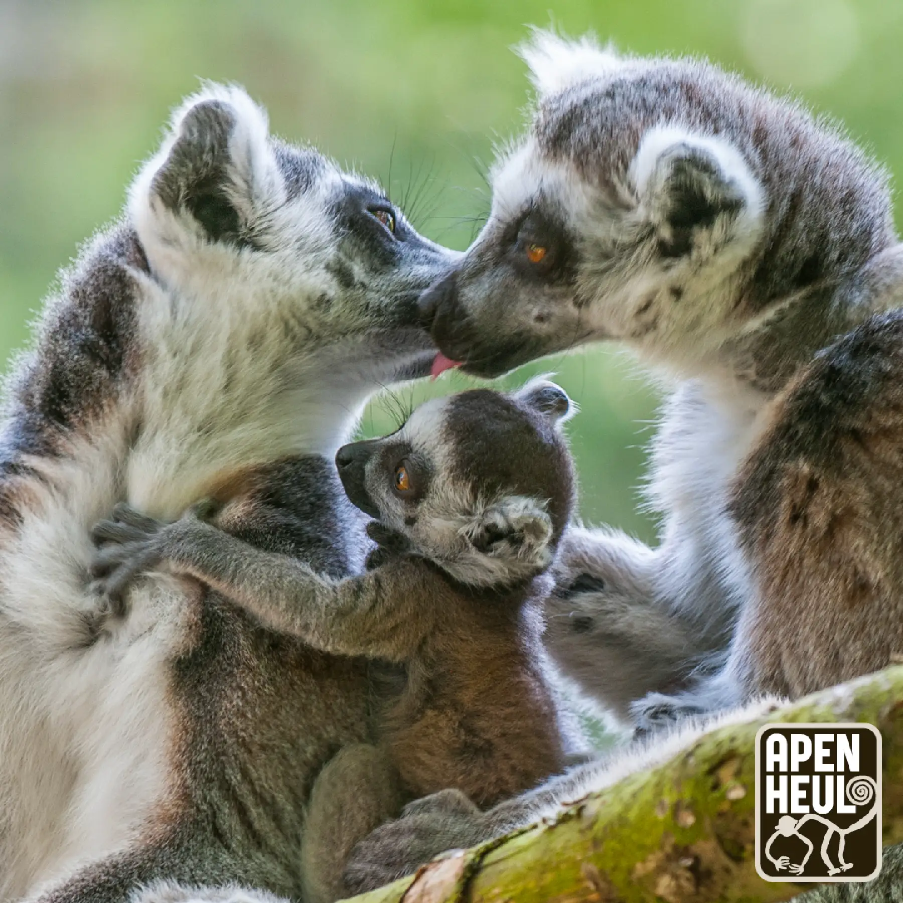 Lezing over natuurbehoud & Madagaskar