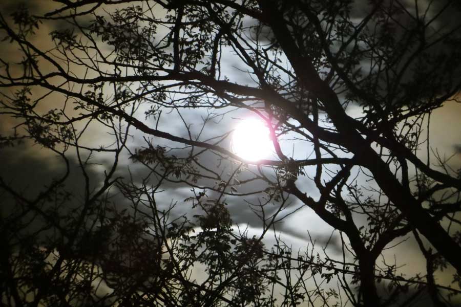 Nachtwaker van de Schoorlse Duinen