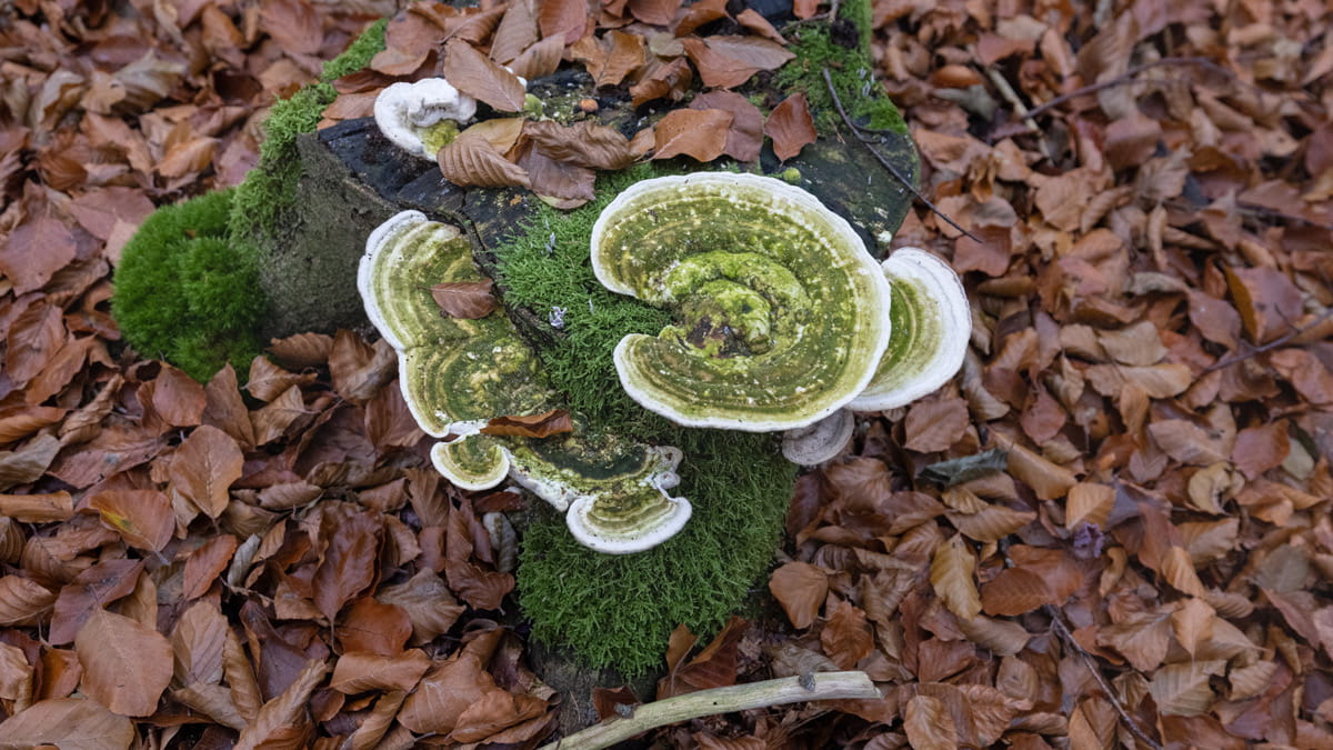 Paddenstoelen speurtocht in de Schoorlse Duinen - voor gezinnen