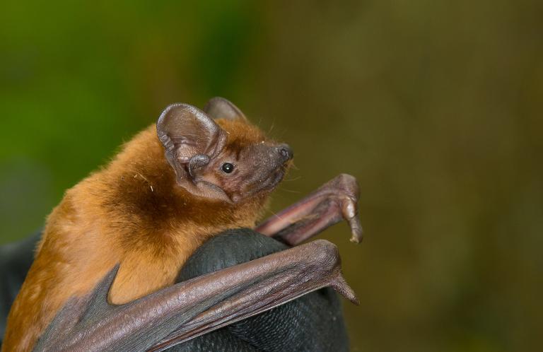 Ga mee op zoek naar vleermuizen in Wildrijk