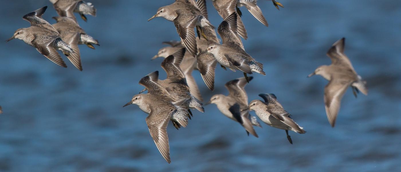 Trekvogels op het Wad bij Balgzand