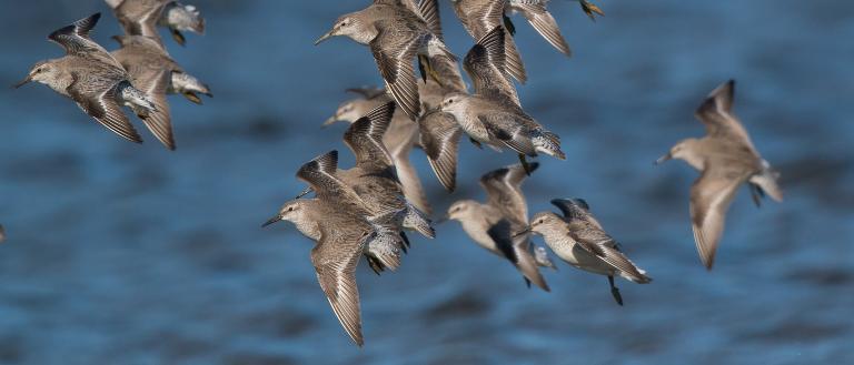 Trekvogels op het Wad bij Balgzand