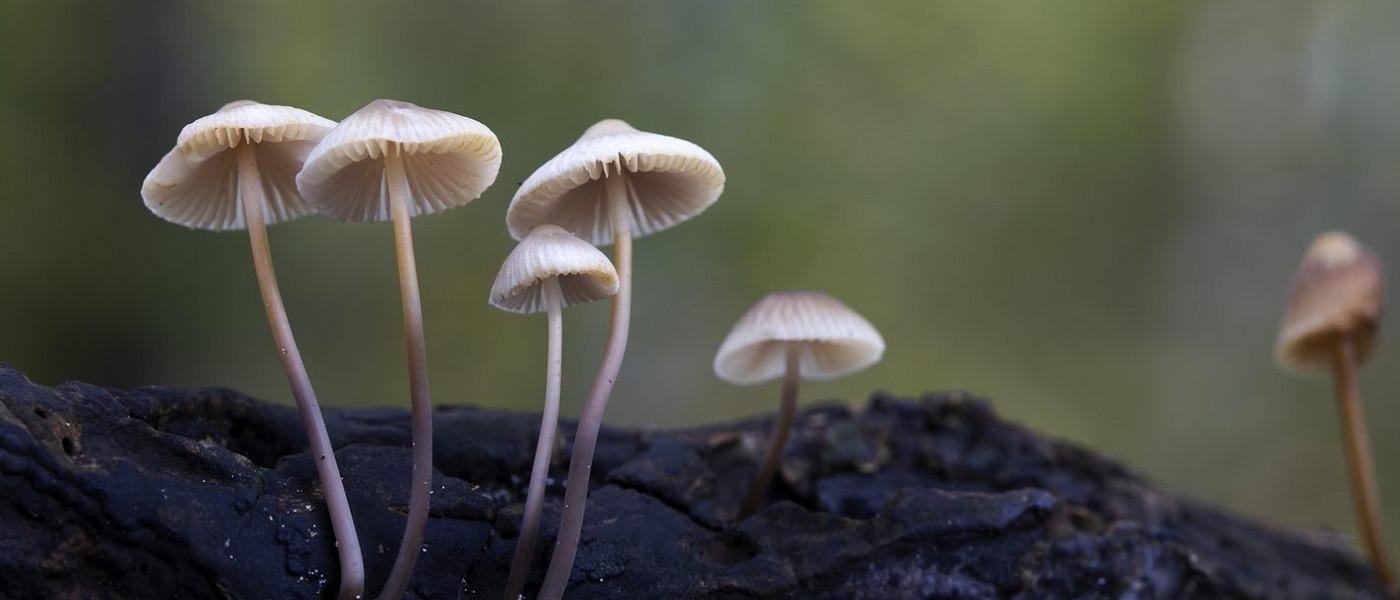 Op zoek naar paddenstoelen in De Donkere Duinen