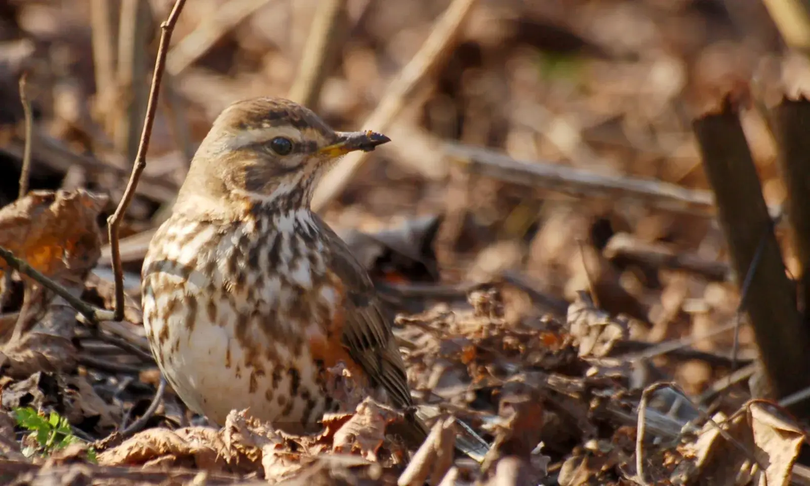 Beleef de vogeltrek