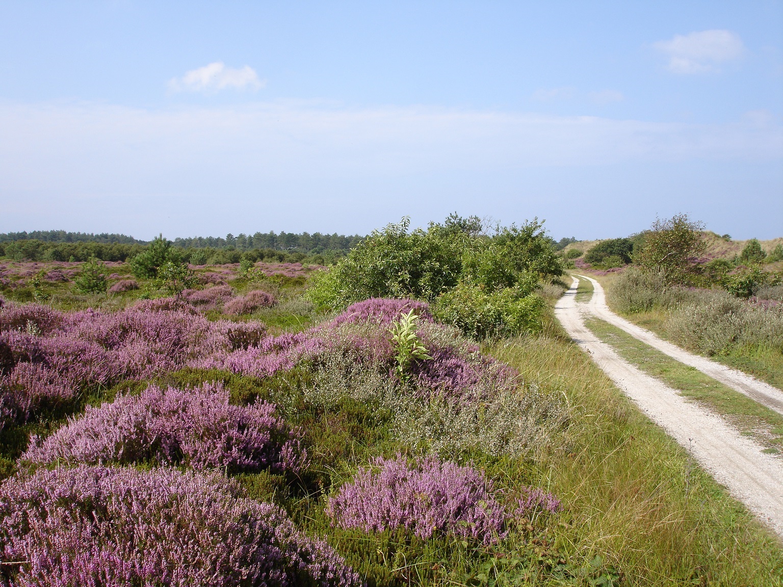 Stillewanderung Schoorlse Duinen