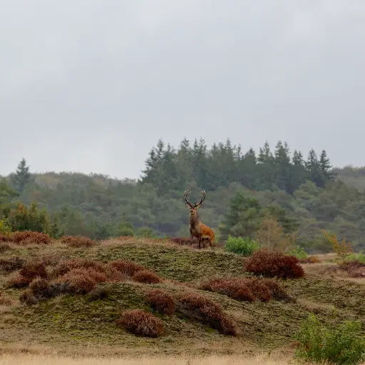 Wandeling wilde Veluwe