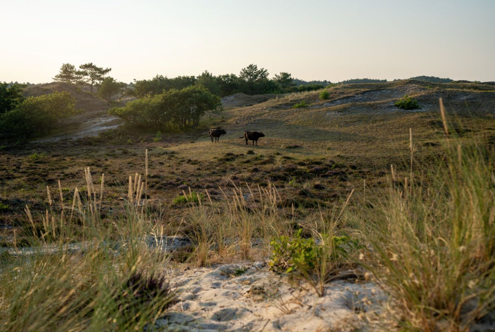 Muir Trek Schoorlse Duinen