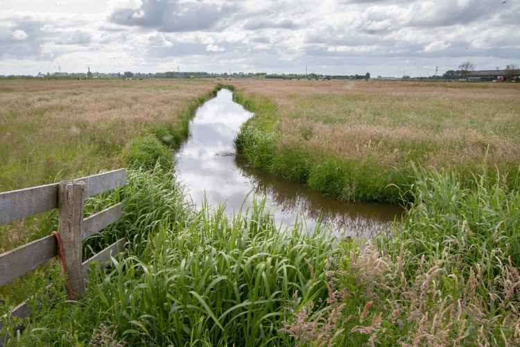 Weijenbus en Vroonmeer
