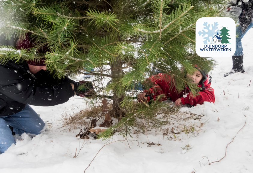 Kerstboom zagen in de Schoorlse Duinen