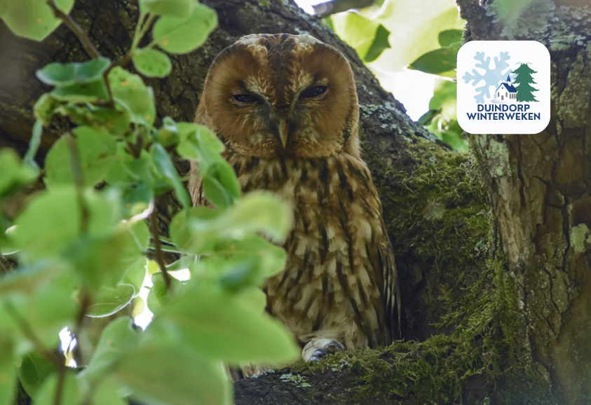 Bosuilen van de Schoorlse Duinen