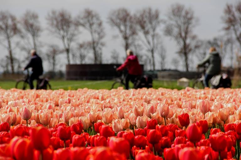 Bloeiend Zijpe Fietsdag