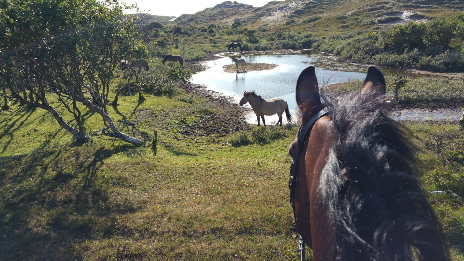 Meerdere paarden in de Schoorlse Duinen en in het meertje water