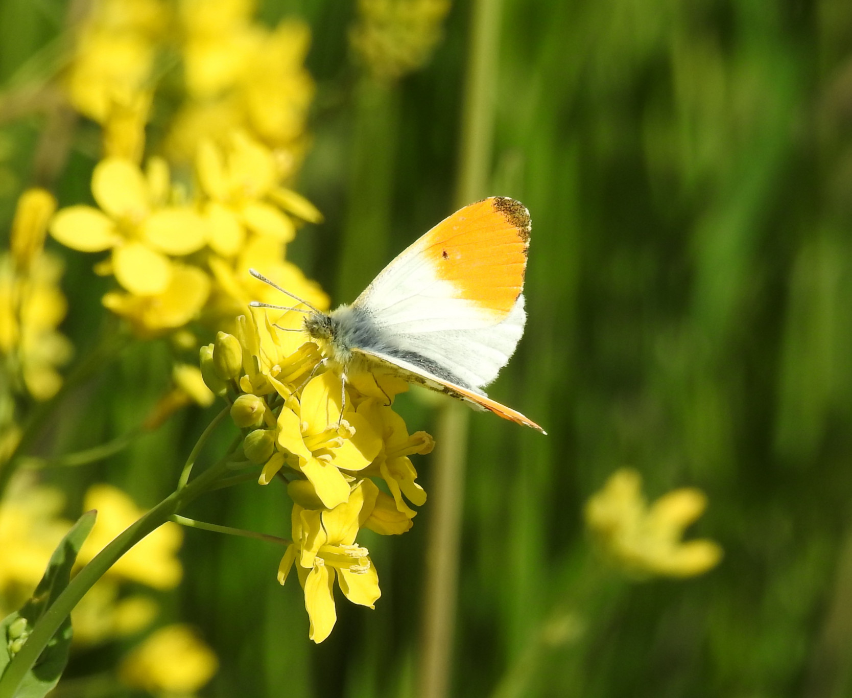 Artwork for Natuurwandeling met het IVN