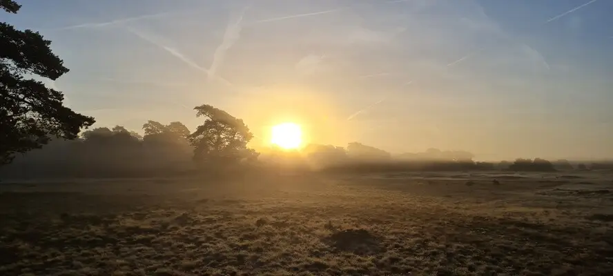 Excursie Hoge Veluwe: Dauwtrappen met een Natuurgids vanaf ingang Hoenderloo