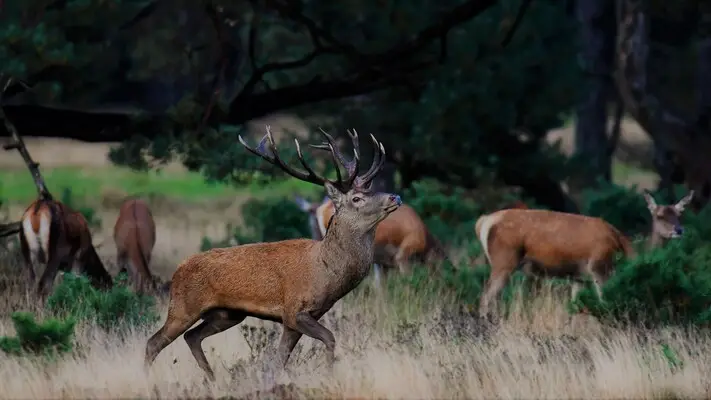 Bronst kijken en luisteren met de natuurgids
