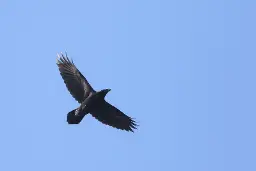 Wolvenvogels op de Veluwe