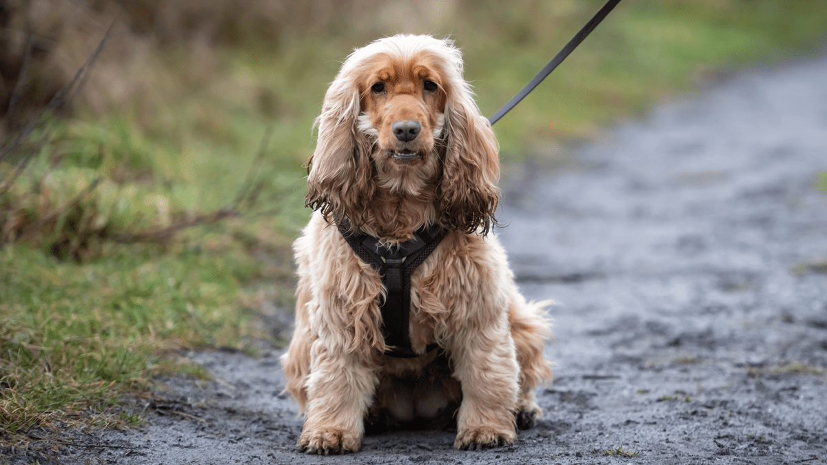 Natte neuzenwandeling Schoorlse Duinen