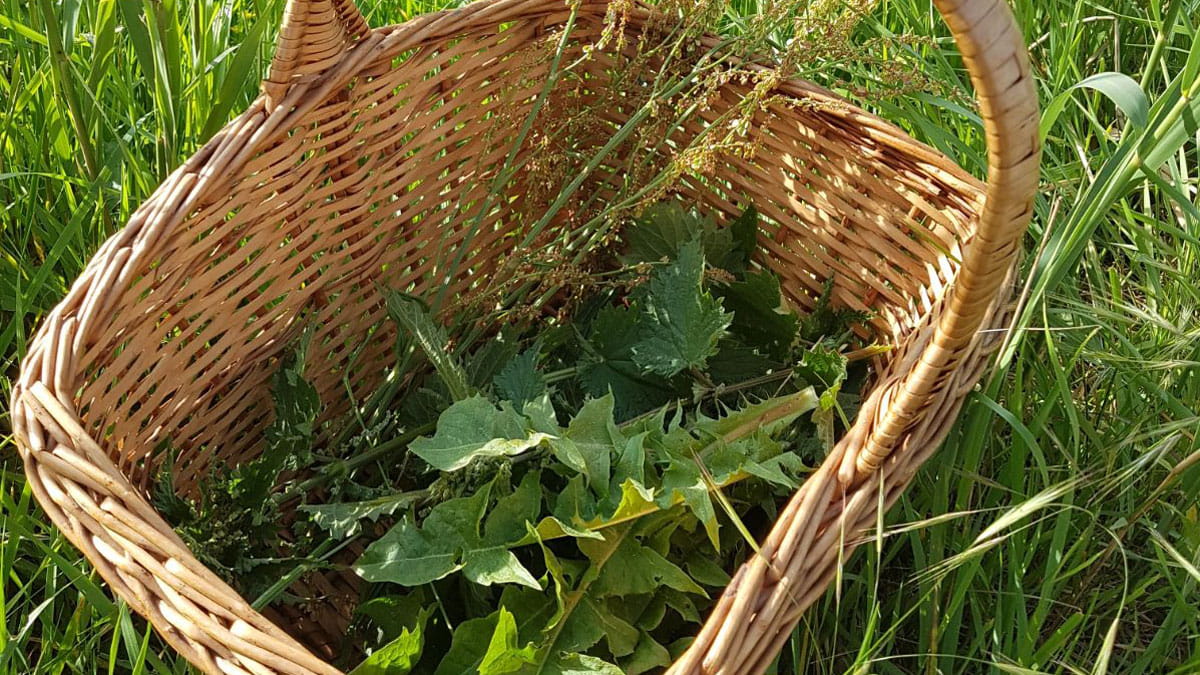 Kruidenzalf maken Schoorlse Duinen