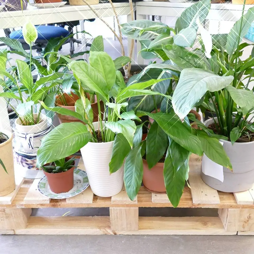 Plantenasiel Alkmaar