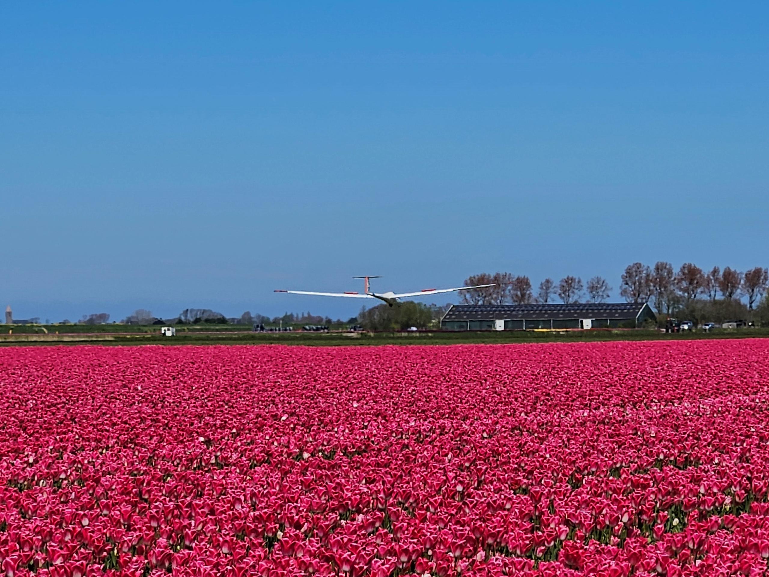 Zweefvliegen boven de tulpenvelden