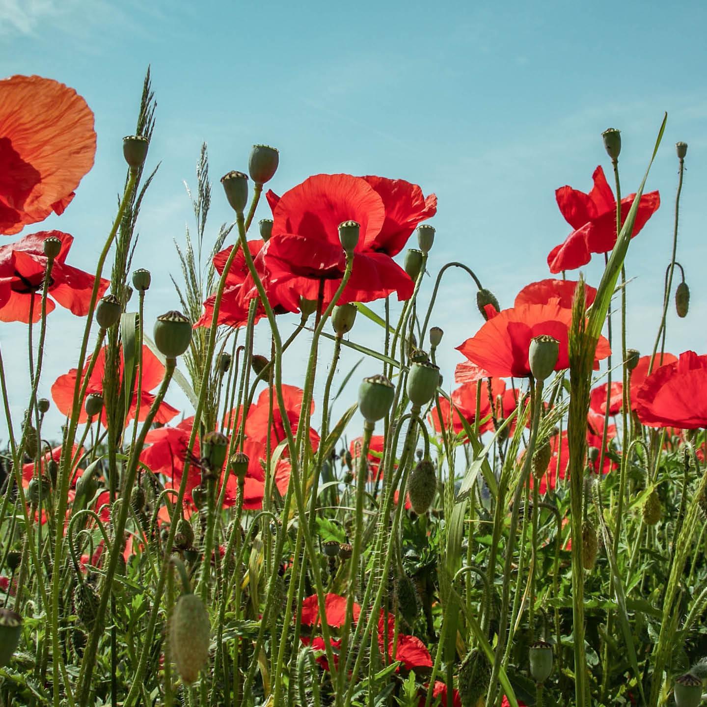 Lente Bockbiertocht Schagen