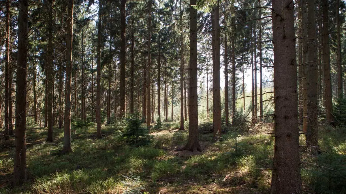 Herfstwandeling Veluwe – Wildarena Hazenbergen