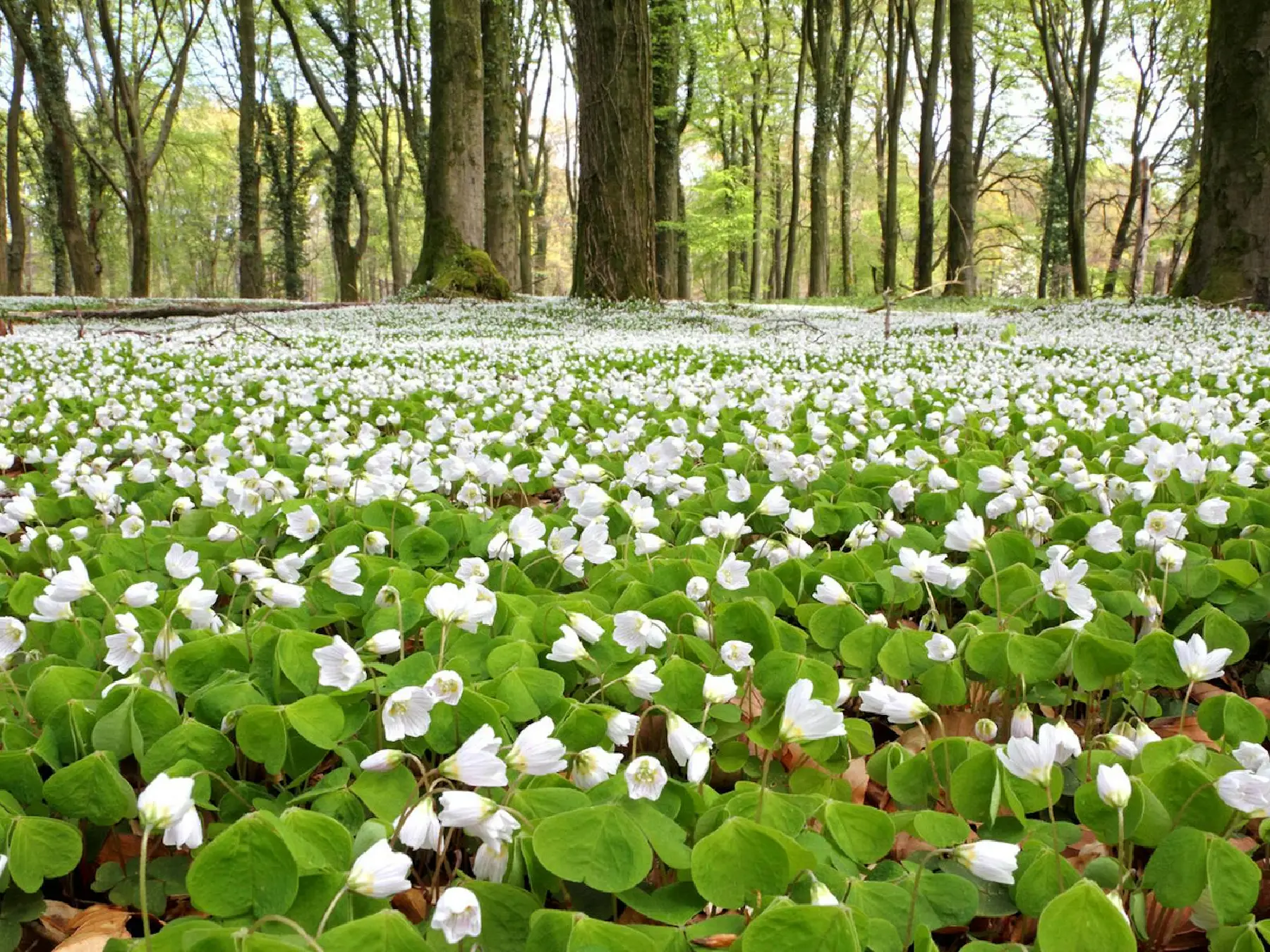 Zondagmorgenwandeling