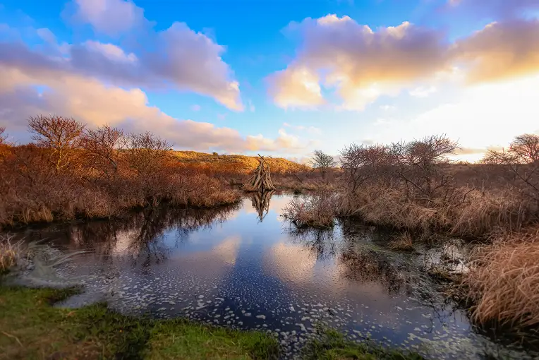 Amsterdamse Waterleidingduinen