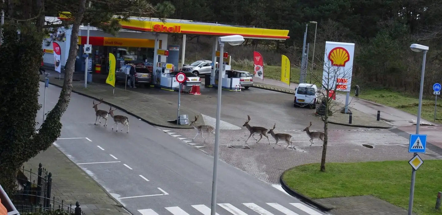 Shell Duinzicht