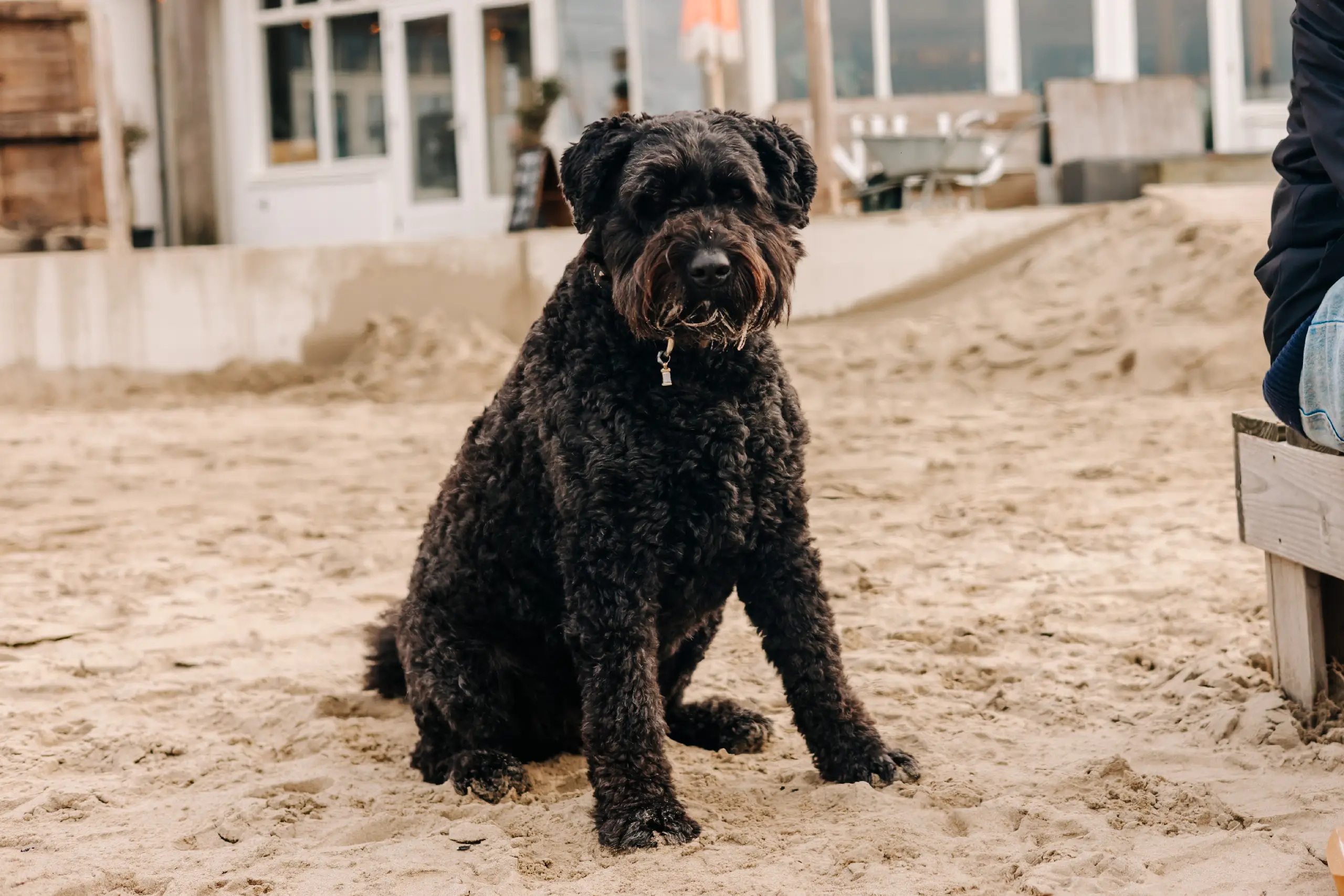 Hond op strand Zandvoort