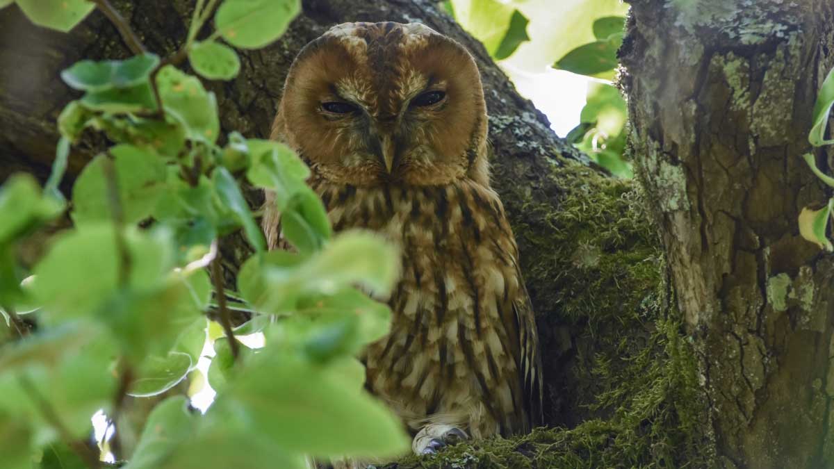 Bosuilen van de Schoorlse Duinen