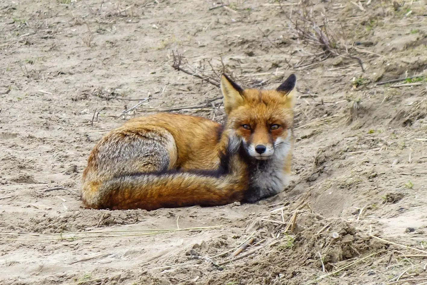 Vos in de Amsterdamse Waterleidingduinen nabij Huisje van Wester