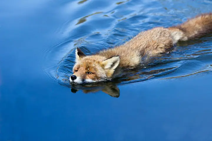 Zwemmende vos in kanaal Waterleidingduinen