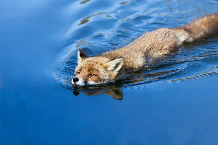 Zwemmende vos in kanaal Waterleidingduinen