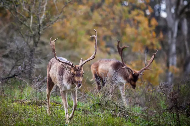 Herten in de Waterleidingduinen