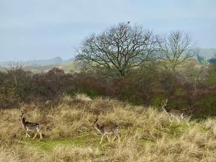 Herten in de Amsterdamse Waterleidingduinen
