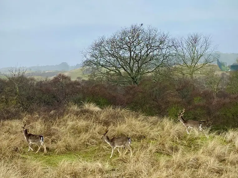 Herten in de Amsterdamse Waterleidingduinen