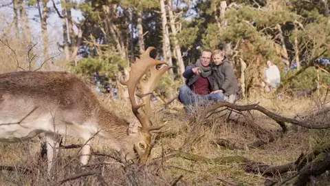 Hert in de Amsterdamse Waterleidingduinen