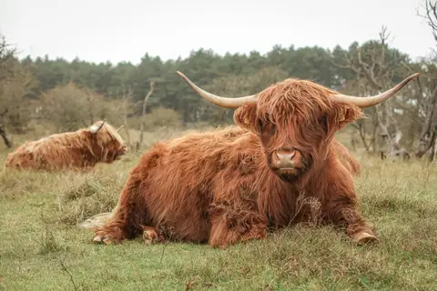 Scdhotse Hooglanders in NPZK