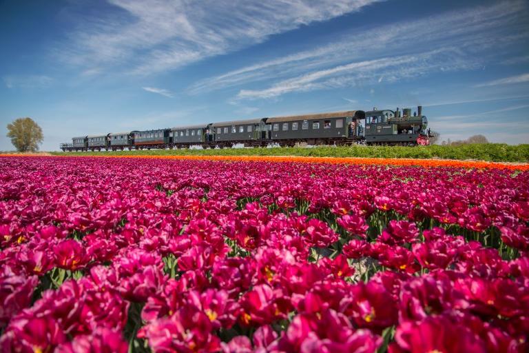 Tijdreis door de tulpen met de Museumstoomtram