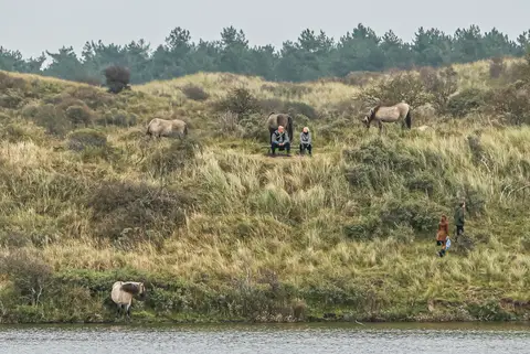 Wandelaars en Konikpaarden in Nationaal Park Zuid-Kennemerland