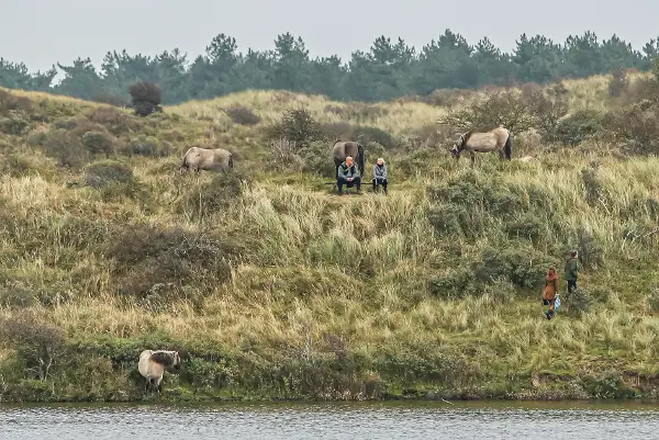 Wandelaars en Konikpaarden in Nationaal Park Zuid-Kennemerland
