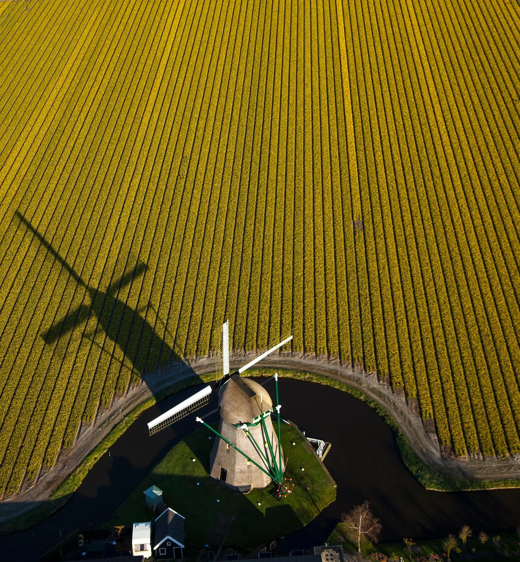 Bloembollenveld