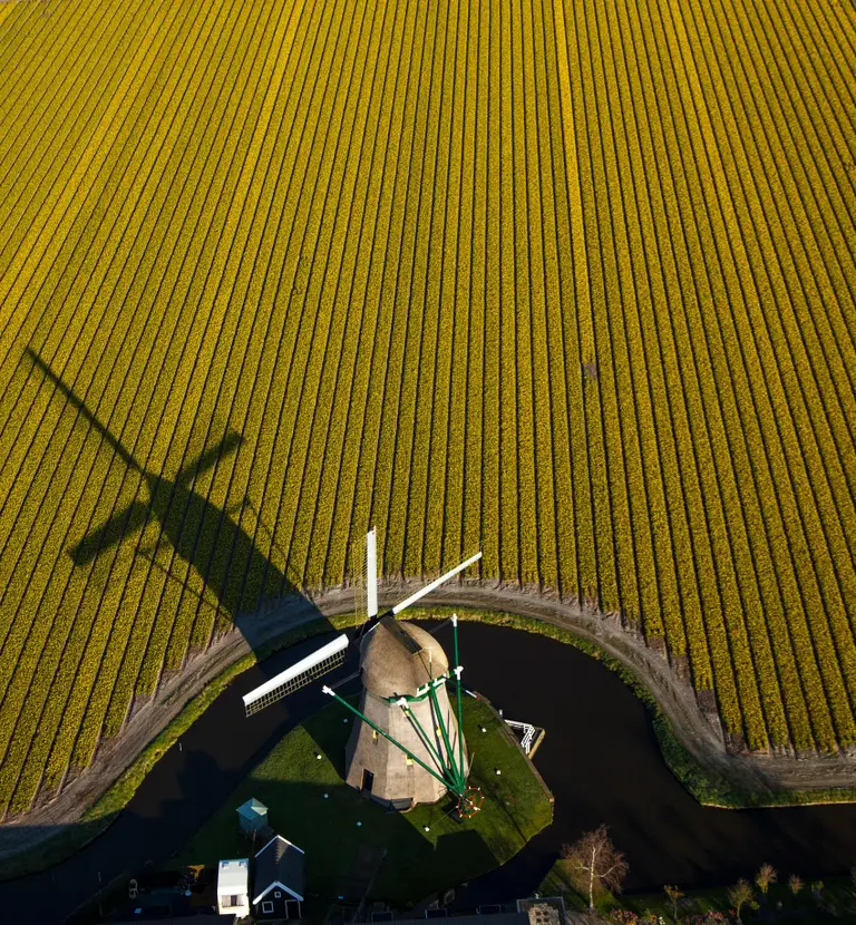 Bloembollenveld