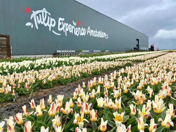 Tulip Experience Amsterdam