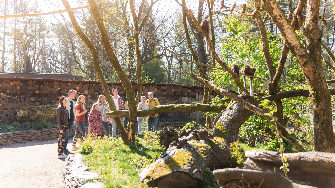 Exclusieve ochtendwandeling in Apenheul voor openingstijd