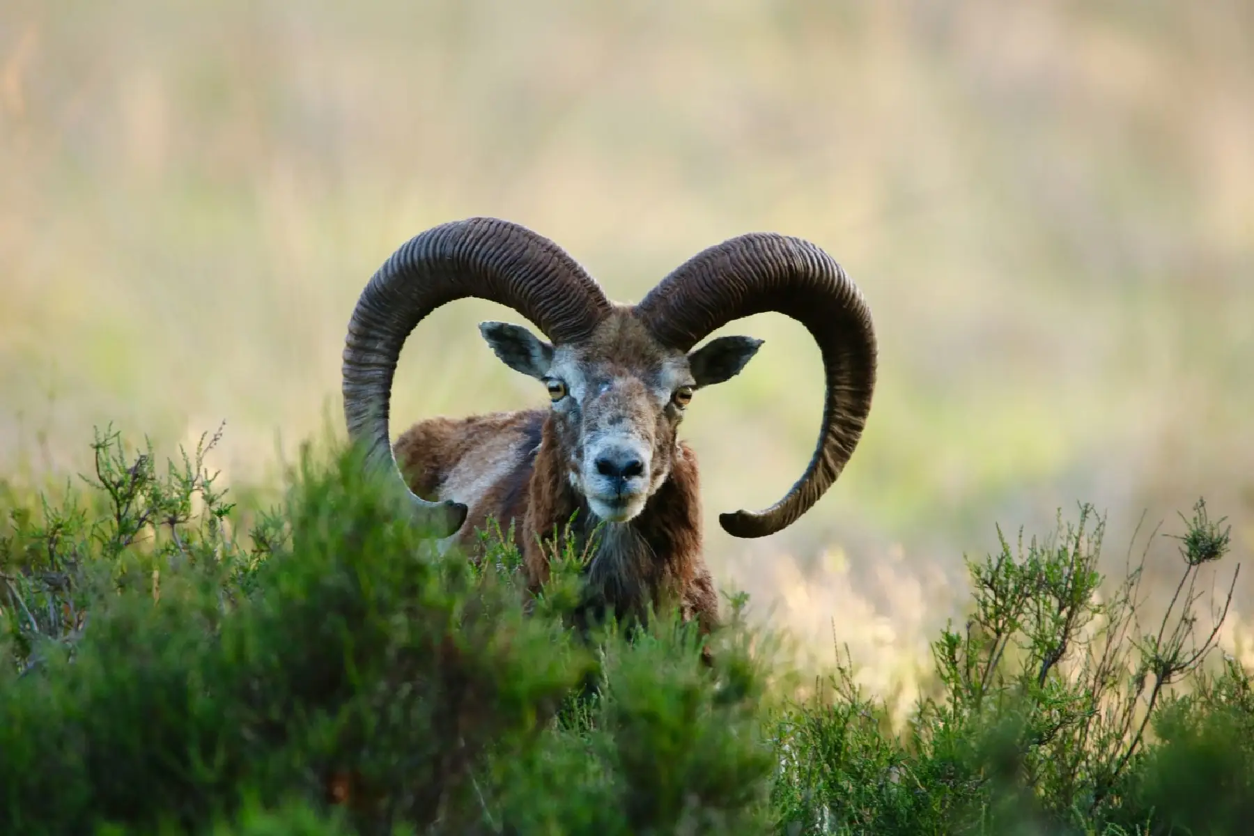 90 jaar park – Hoge Veluwe Pubquiz