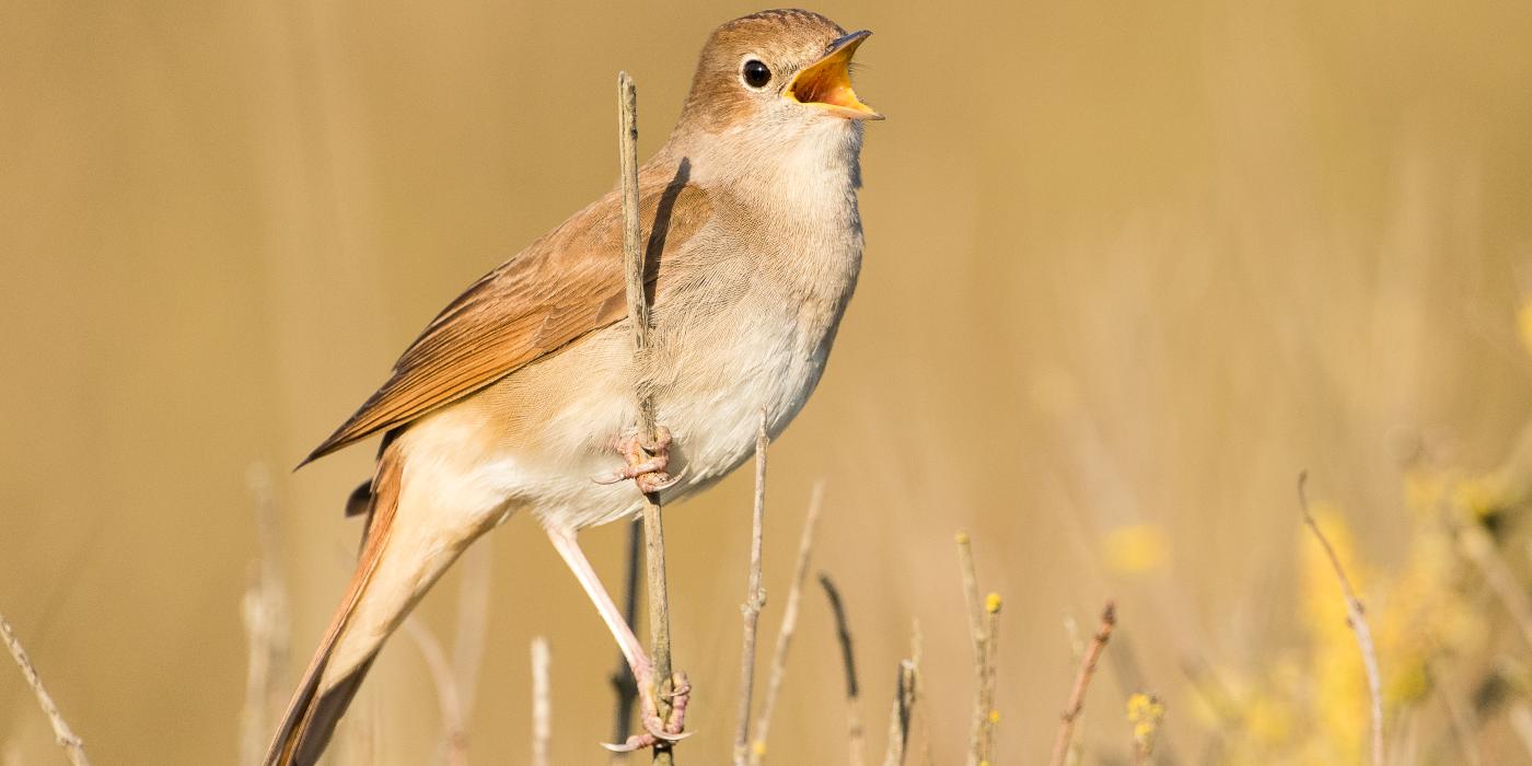 Fietsexcursie broedvogels
